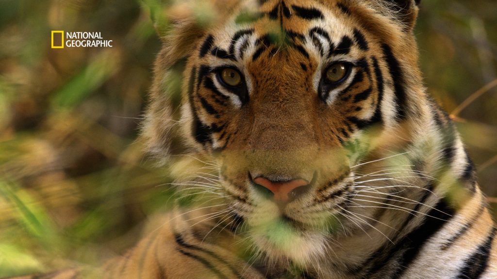 National Geographic presents “Counting Tigers”, a documentary on the